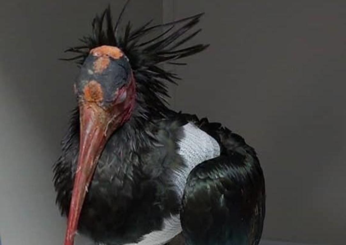 Operato l'Ibis ferito,  le sue condizioni migliorano