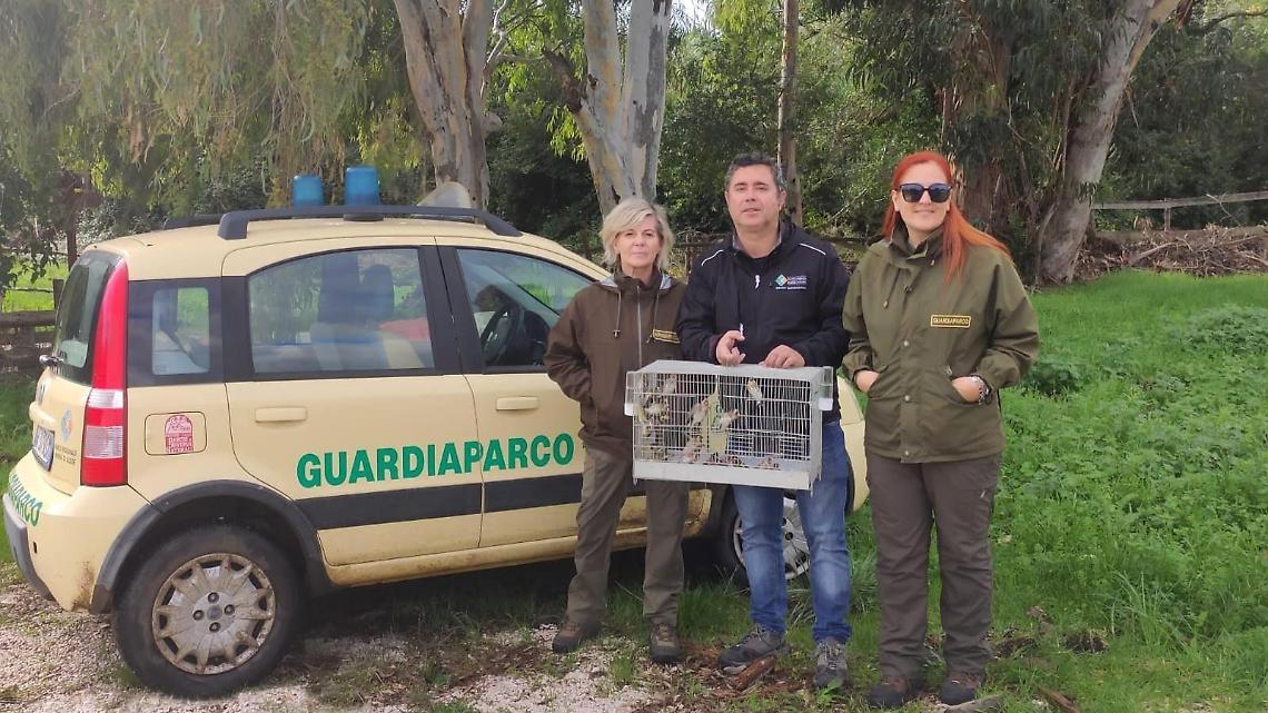 Uccelli  detenuti in modo illecito, scatta il sequestro
