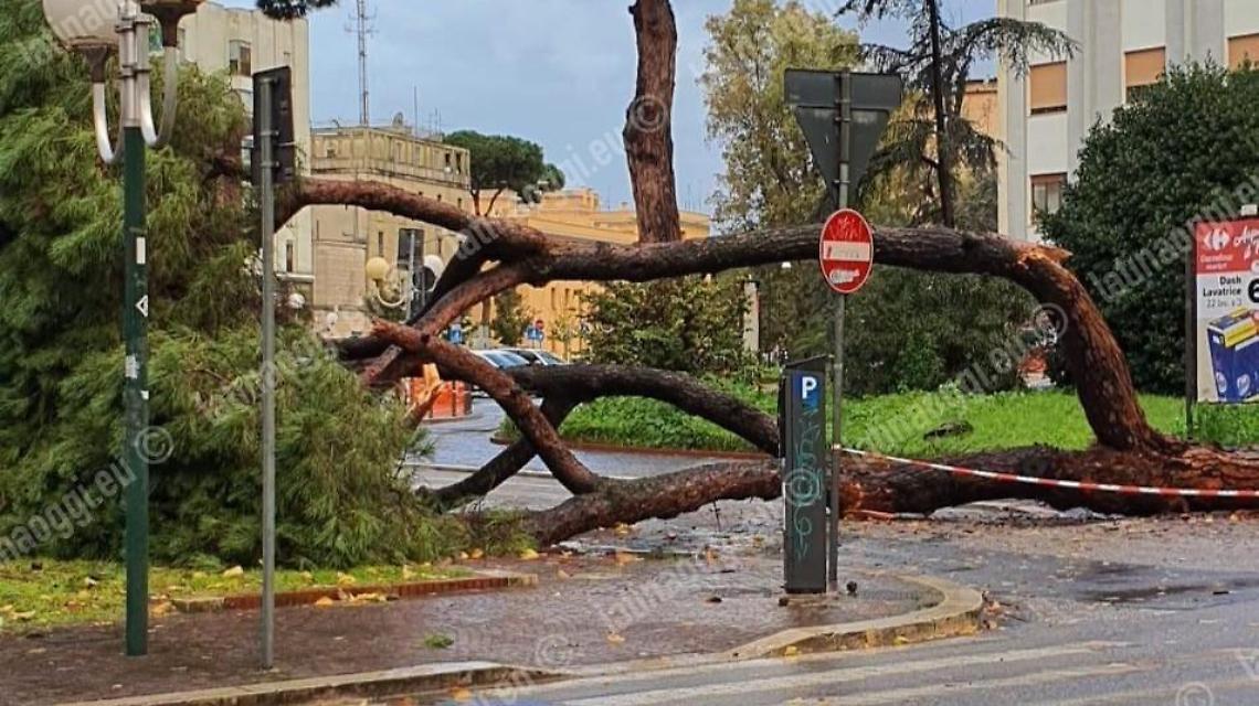 Vento forte, precipita un pino in pieno centro