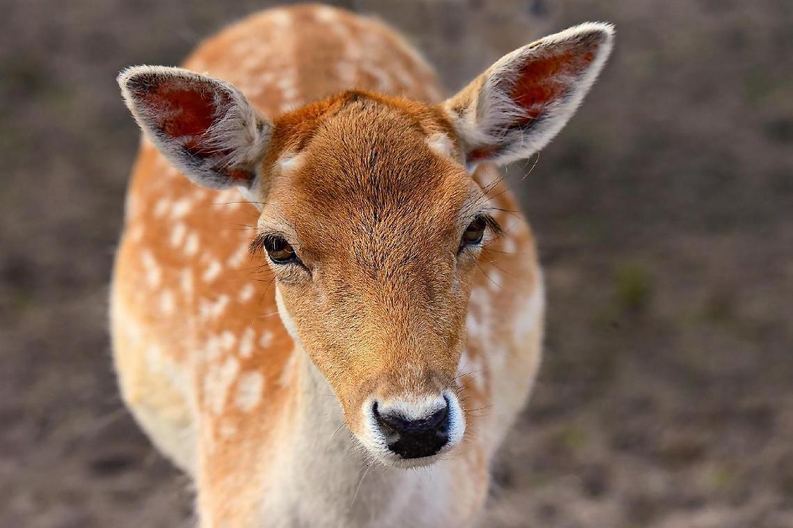 Adozione dei daini, nuovo bando del Parco nazionale del Circeo