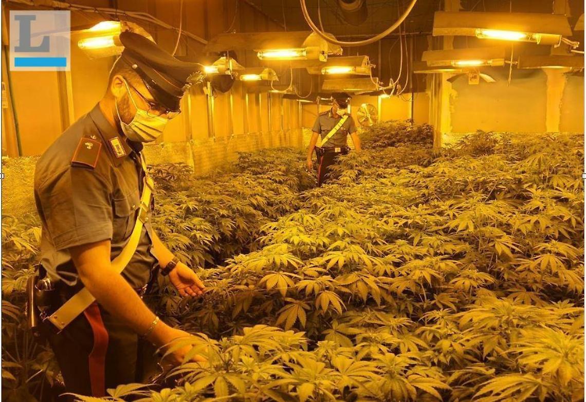 Maxi piantagione di marijuana, arrivano due anni di reclusione