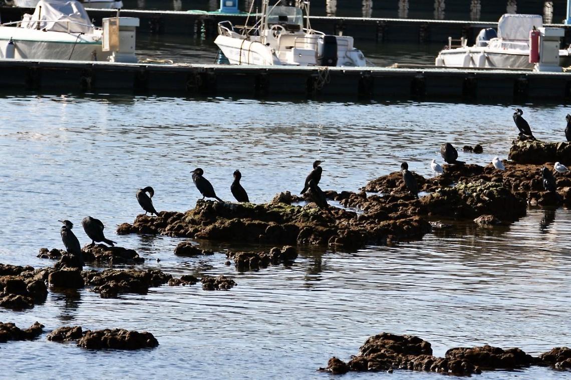 Golfo in evoluzione: accanto ai gabbiani  adesso arrivano  anche i cormorani