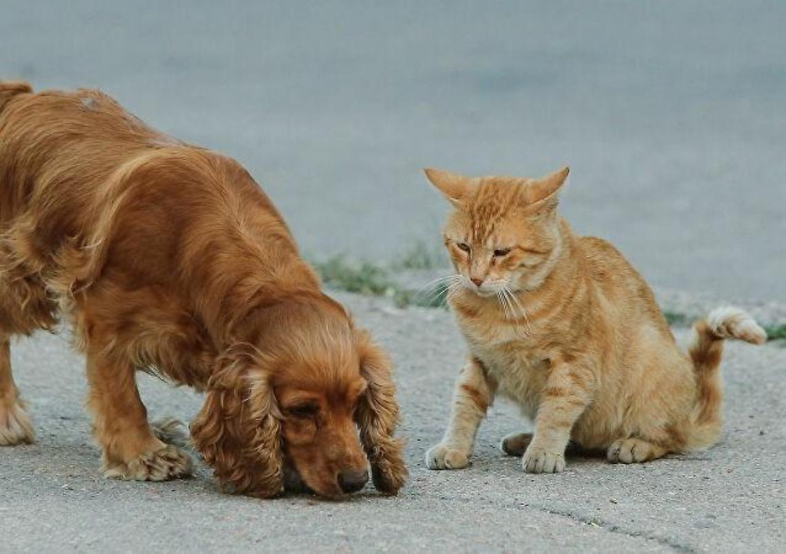 Cimiteri per animali, la legge al vaglio della Regione Lazio