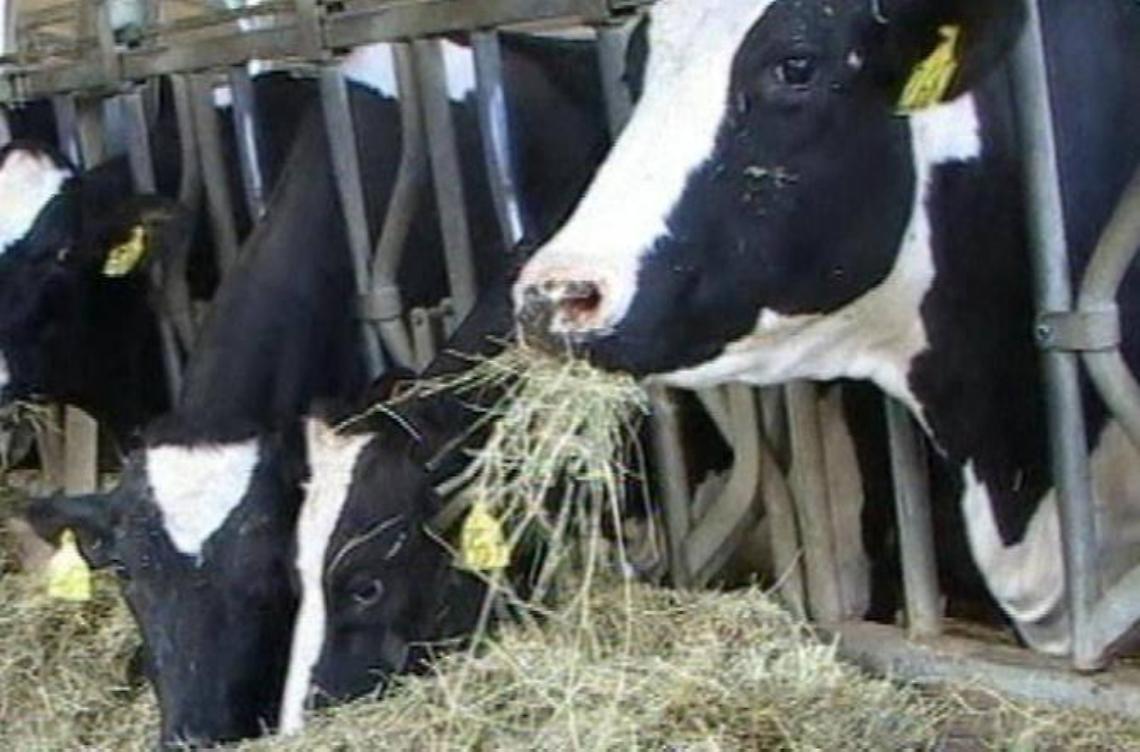 Allarme Coldiretti: Guerra e crisi energetica, stalle a rischio chiusura