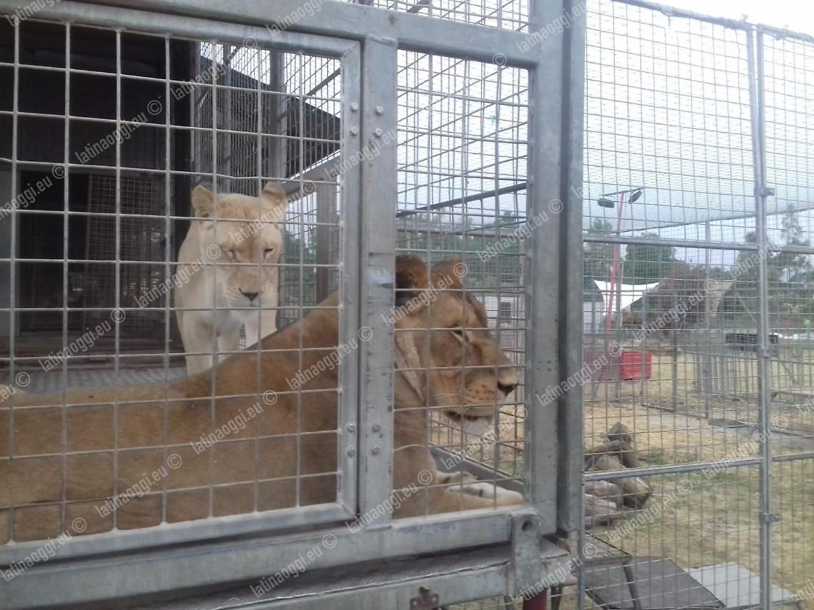 L'input del Consiglio di Aprilia: «Serve una legge per un circo senza animali»