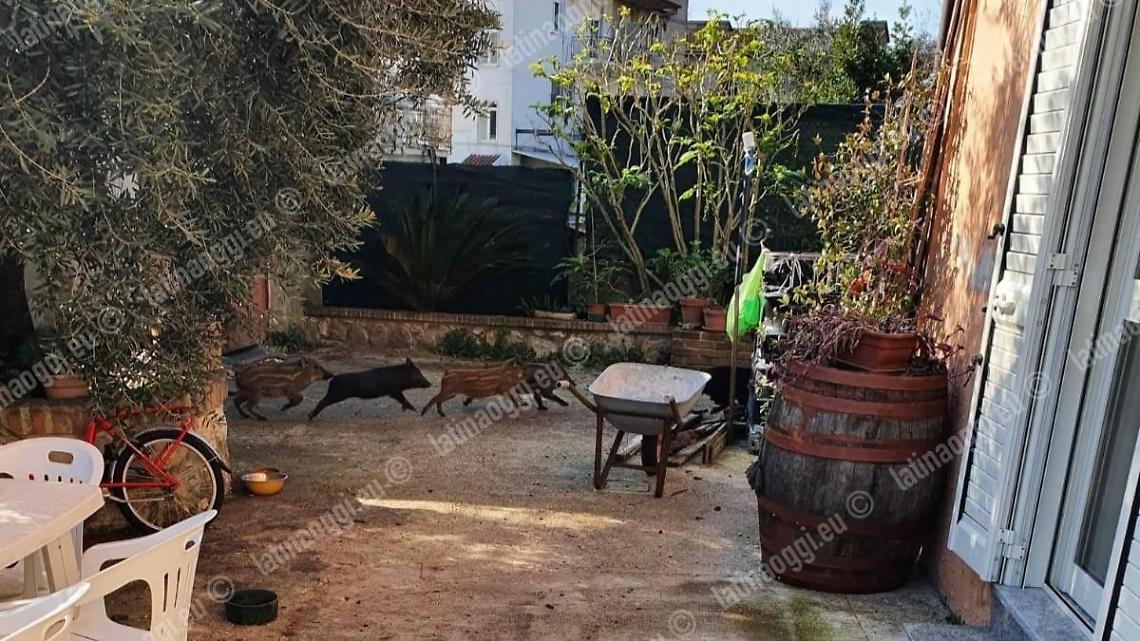 Cinghiali a spasso per il circolo privato di Santi Cosma e Damiano