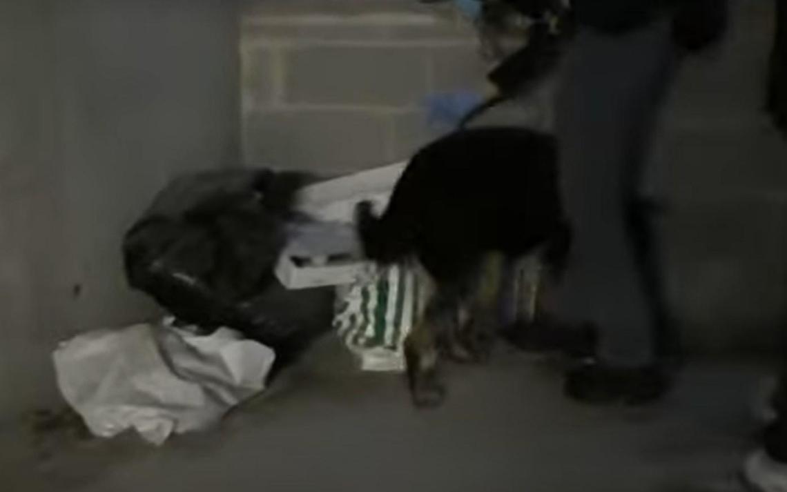 Traffico internazionale di droga, 31 persone arrestate dalla polizia