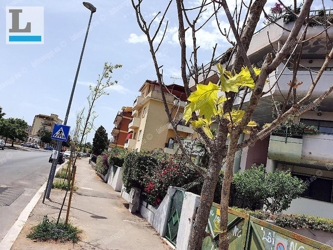 Nuovo scempio in via Botticelli Querce senz'acqua, seconda moria