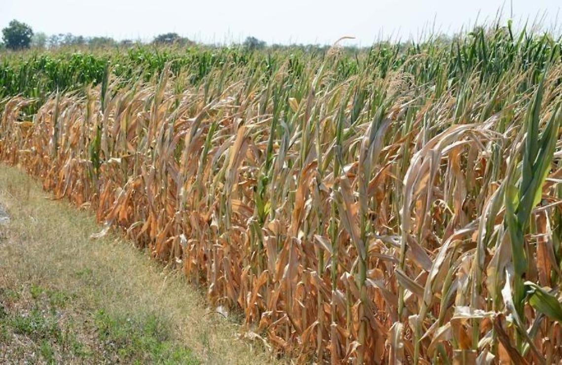 Siccità, l'Anbi lancia l'allarme: caldo record e poche piogge