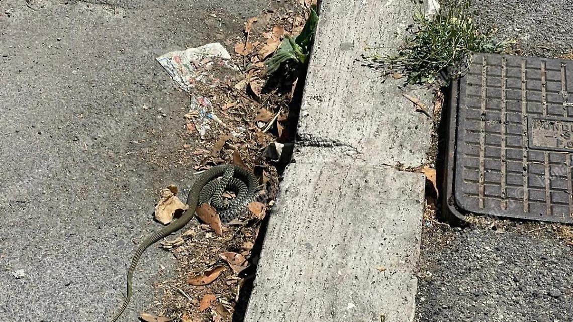 Una biscia si aggira per via Ecetra, nel centro di Latina