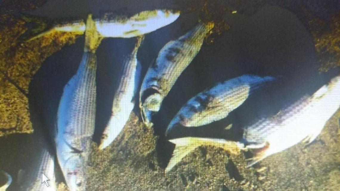 Moria di pesci al mare, centinaia di cefali nel canale e in spiaggia