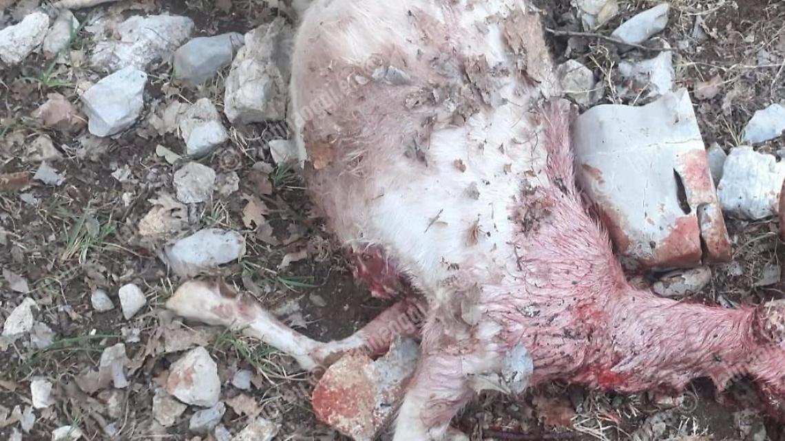 Lupi all'assalto: bestiame sbranato e danni ingenti per i pastori