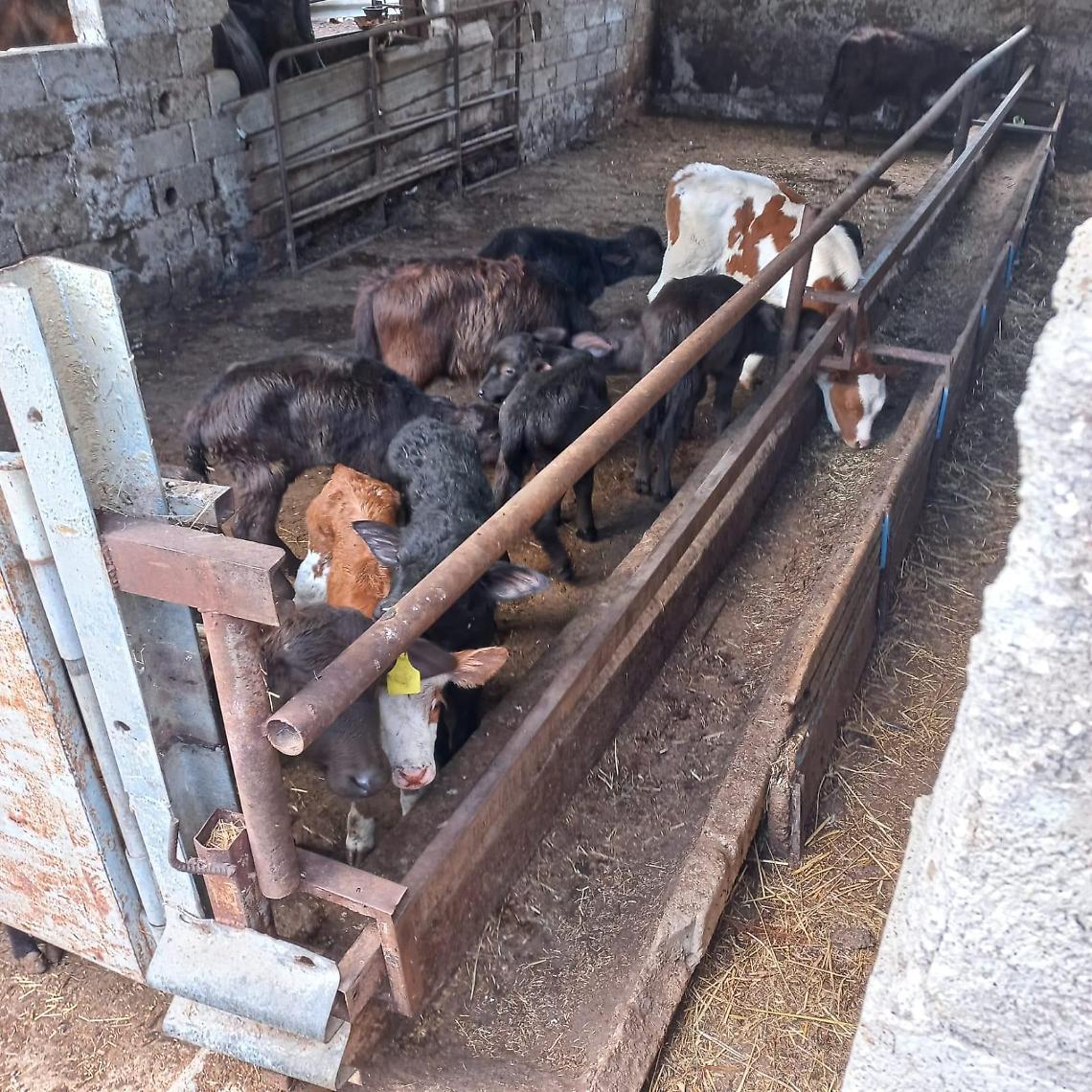 Animali denutriti, scatta il sequestro