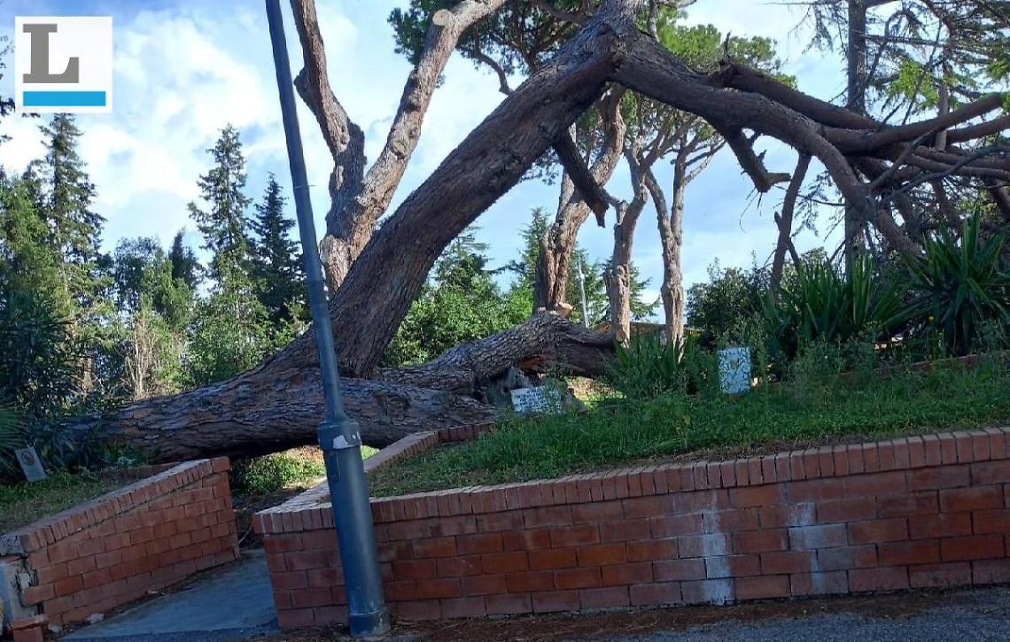 Tromba d'aria, nessuno rimuove il pino abbattuto dal vento