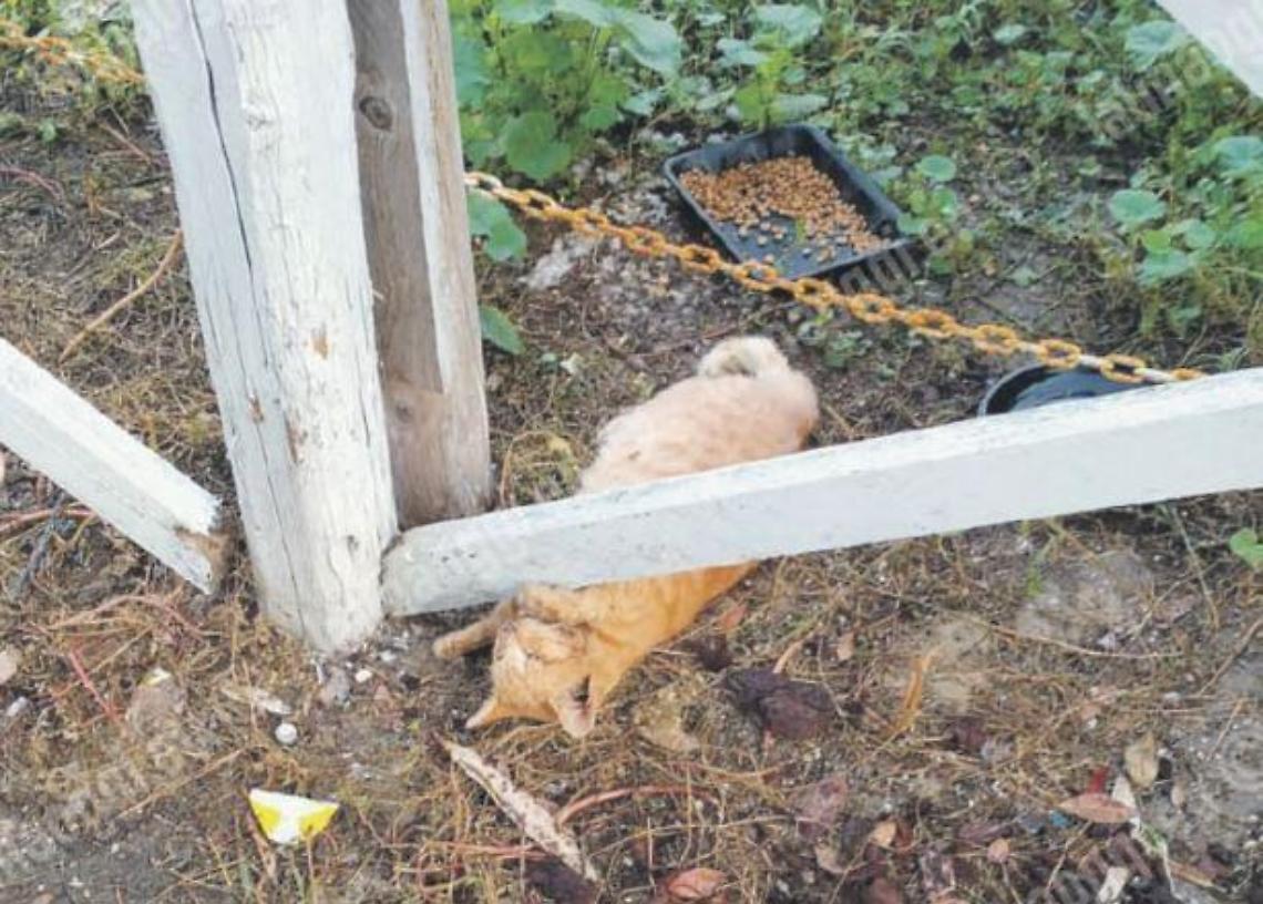 Gatti avvelenati a Minturno, è strage di felini