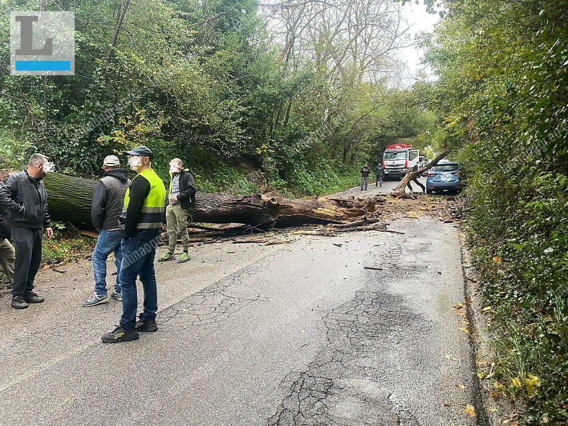 Albero crollato sulla provinciale, esce di strada con l'auto per evitarlo
