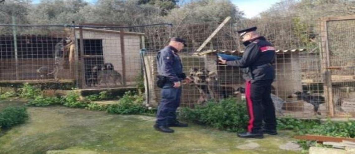 Cani senza microchip e un maiale non denunciato, multe per un allevatore