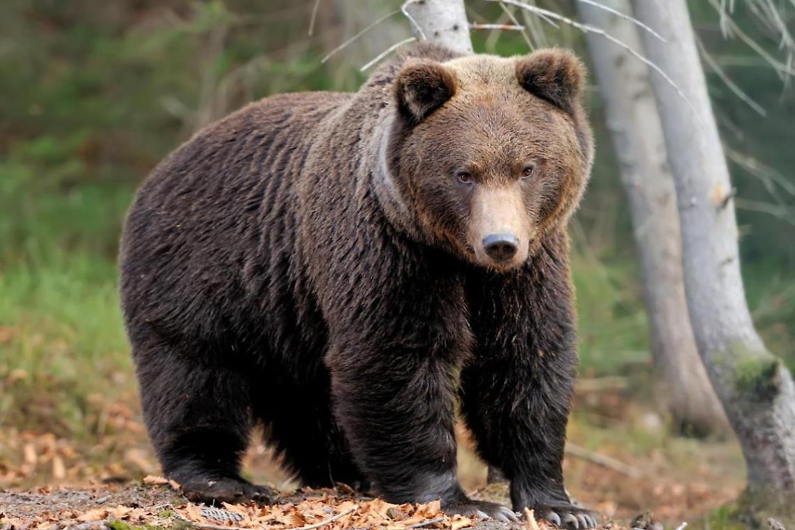 Aggredito da un'orsa ai margini del Parco nazionale d'Abruzzo