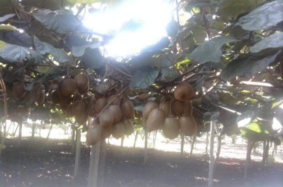 Siccità, è emergenza kiwi: il grido di allarme di Mantini