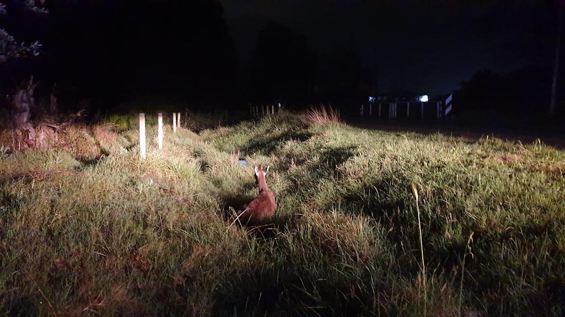 Auto investe un daino e lo lascia agonizzante, il salvataggio dei volontari Anc