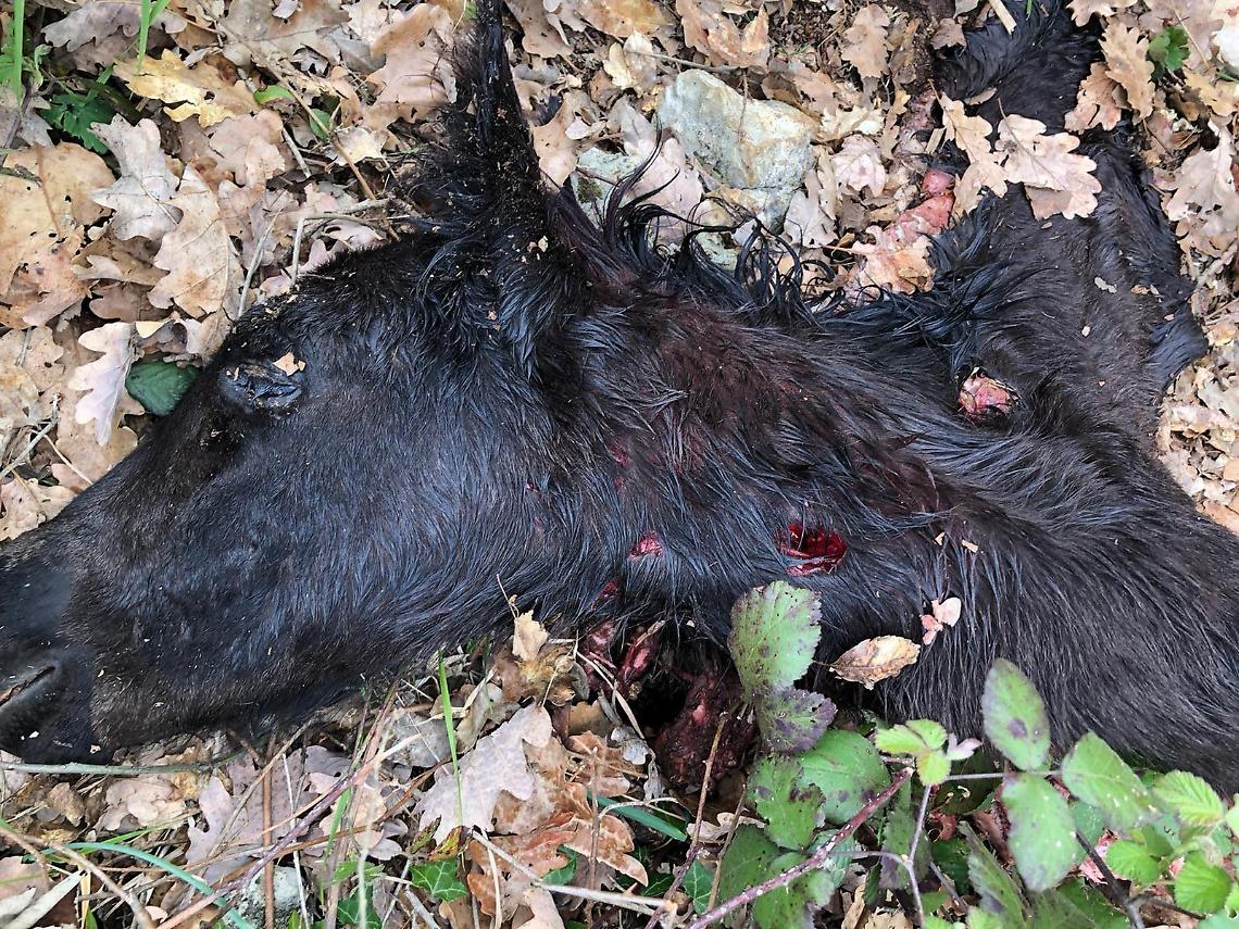 Cani-lupo, l'incubo di un allevatore: "Sbranati 27 puledri"