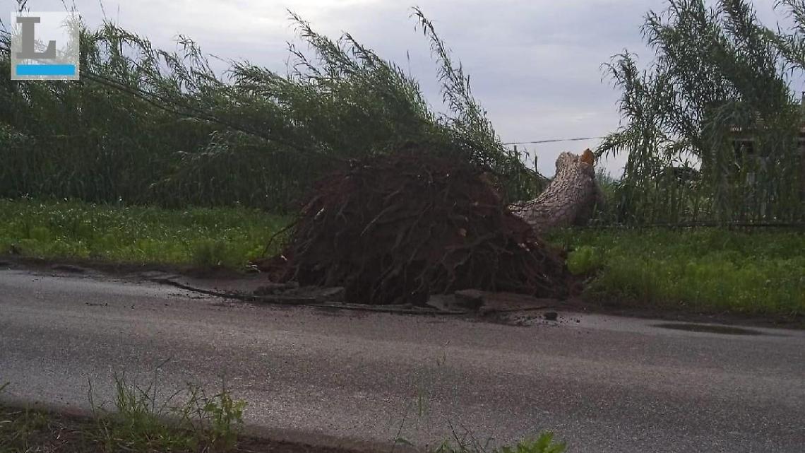 Cade un albero sulla carreggiata, disagi tra Campoverde e Carano