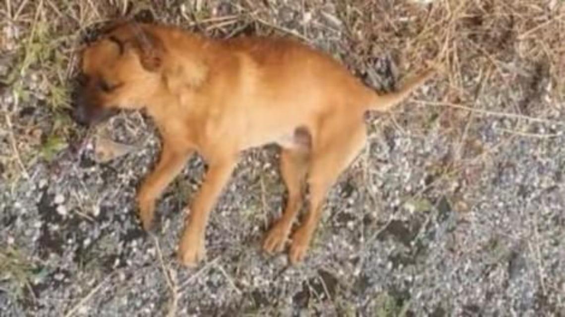 Latina, lanciano un cane dall'auto in corsa sulla Pontina