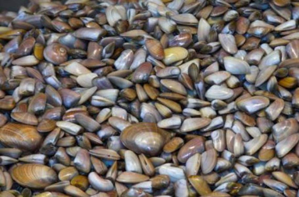 Sequestrati cinque chili di telline illegali