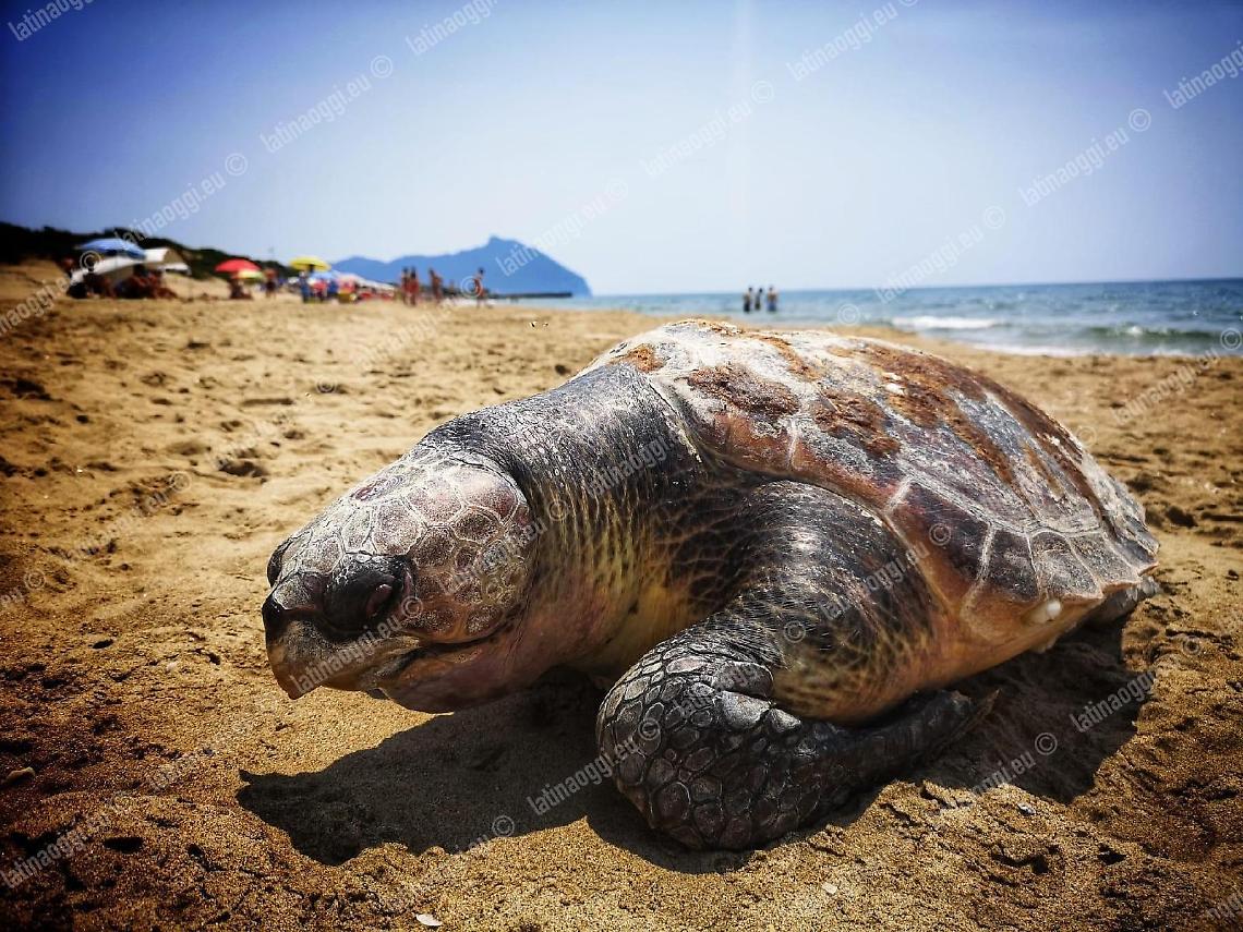 Rinvenuto un esemplare morto di Caretta caretta, la segnalazione