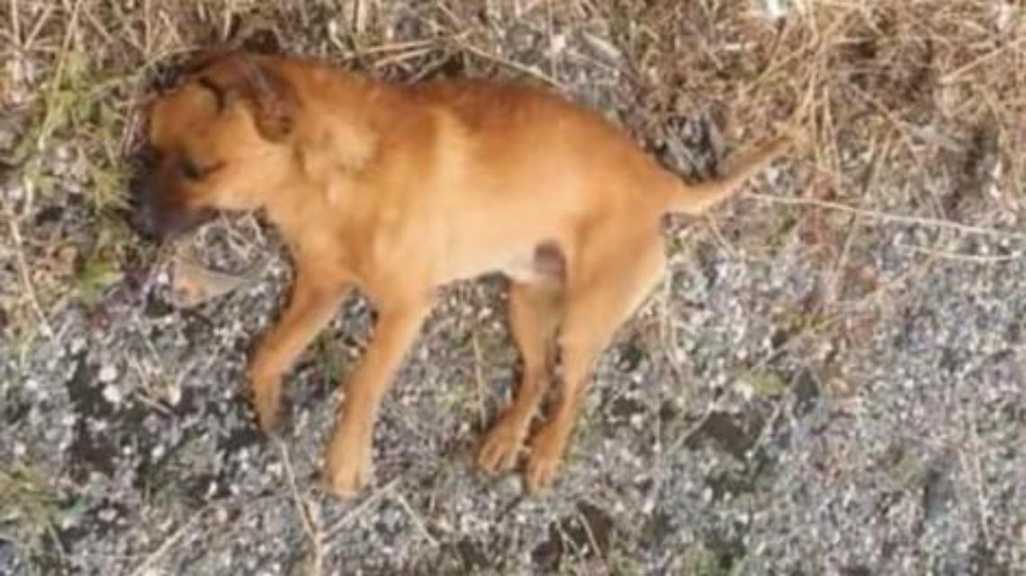 Cane lanciato dal finestrino, una denuncia per maltrattamenti