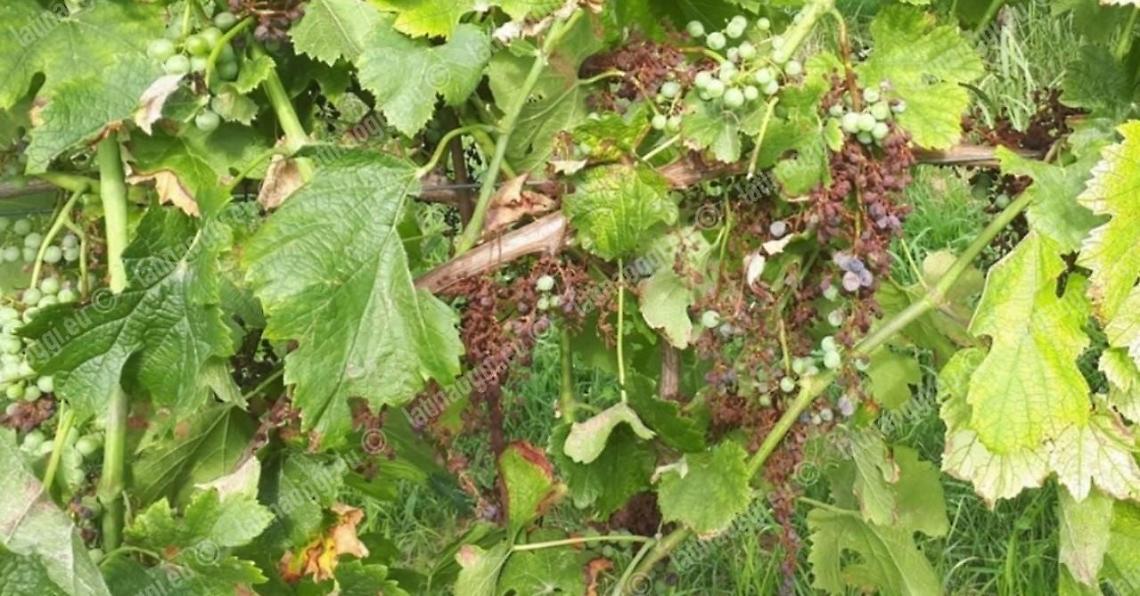 Dopo i nubifragi anche le infezioni, viticoltori in ginocchio