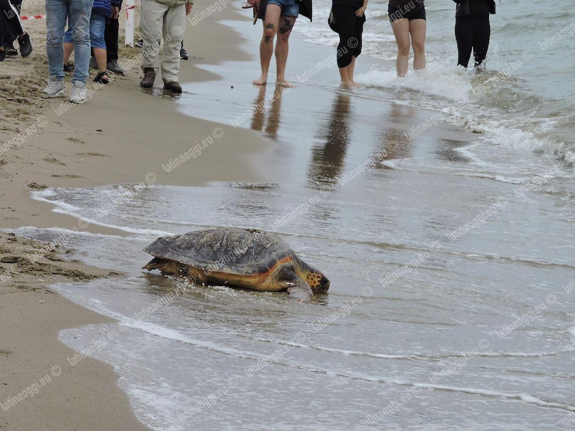 Torvaianica, scatta l'ordinanza a salvaguardia delle tartarughe