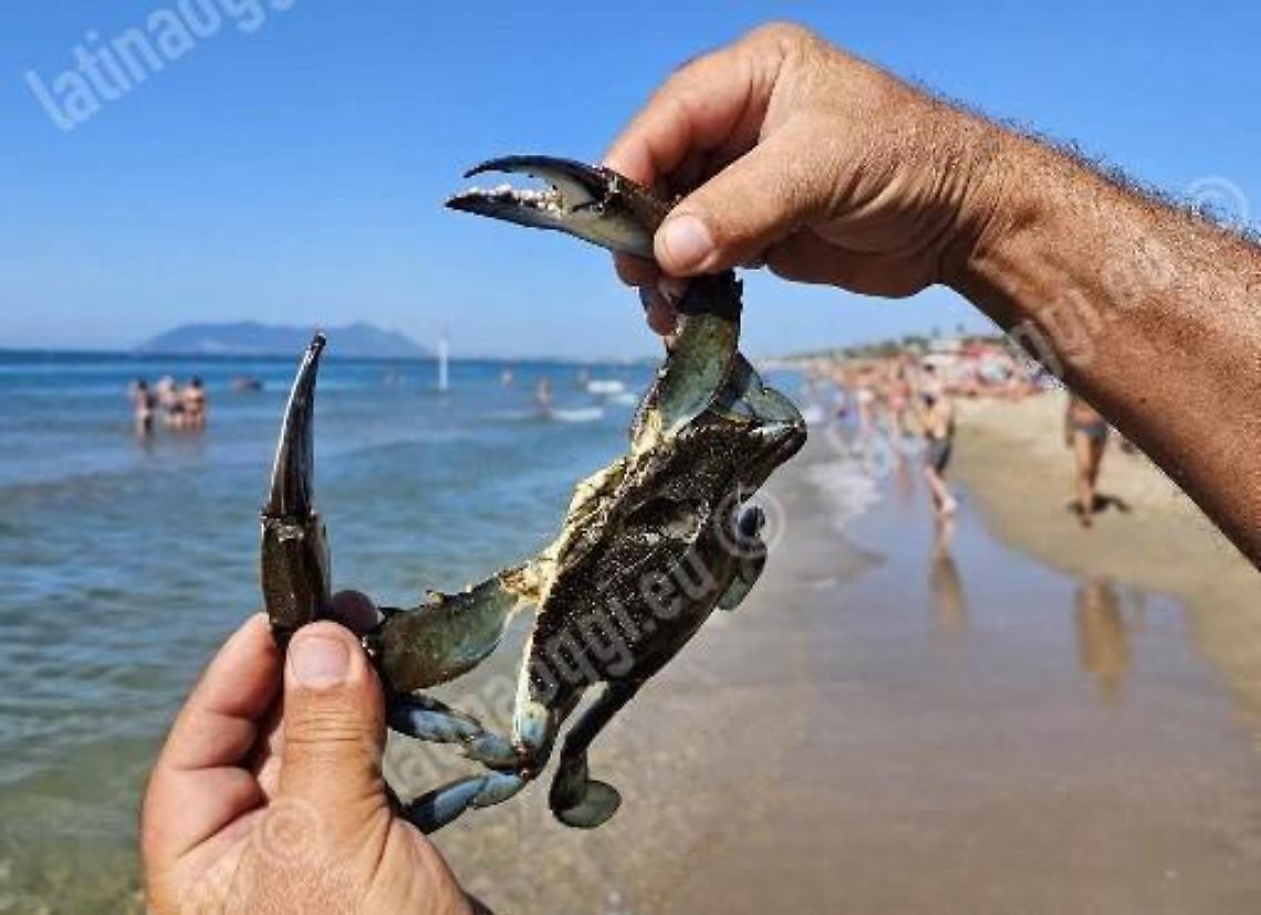 Granchio blu Primo ritrovamento sulla spiaggia