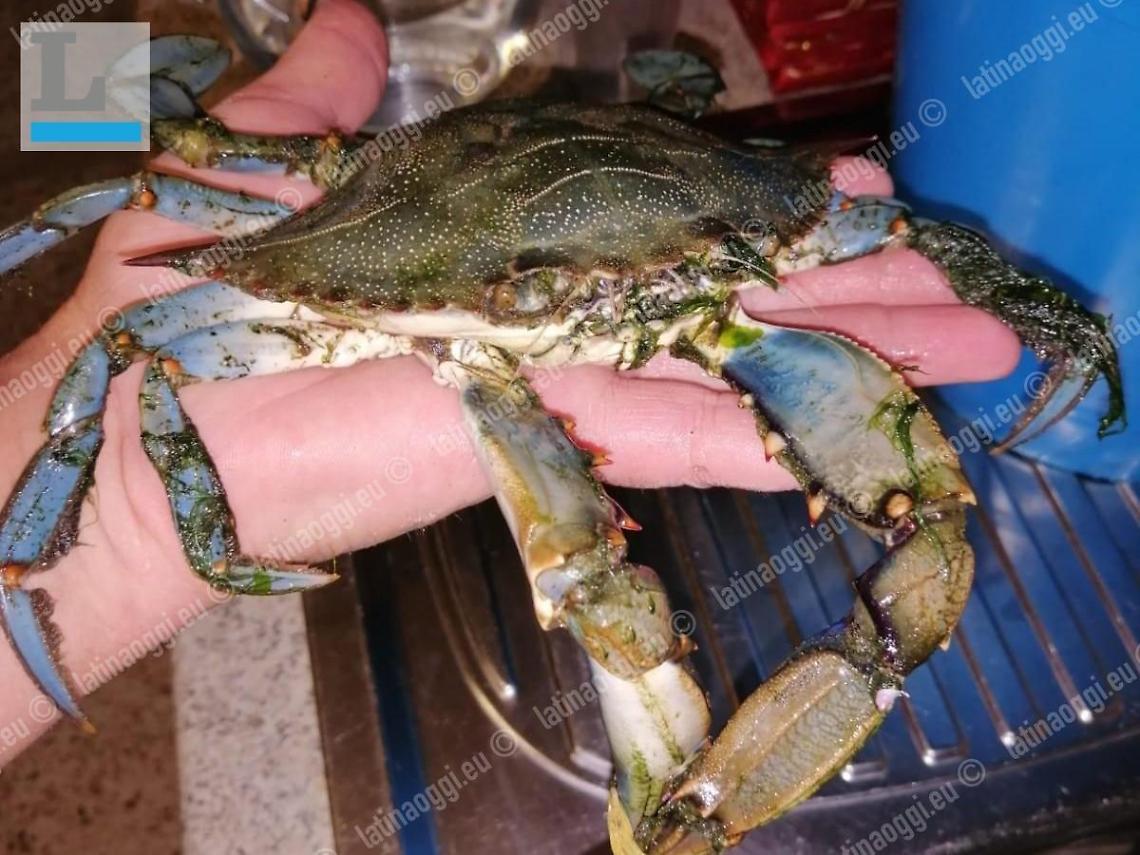 Granchio blu: il killer dei mari ma buono a tavola