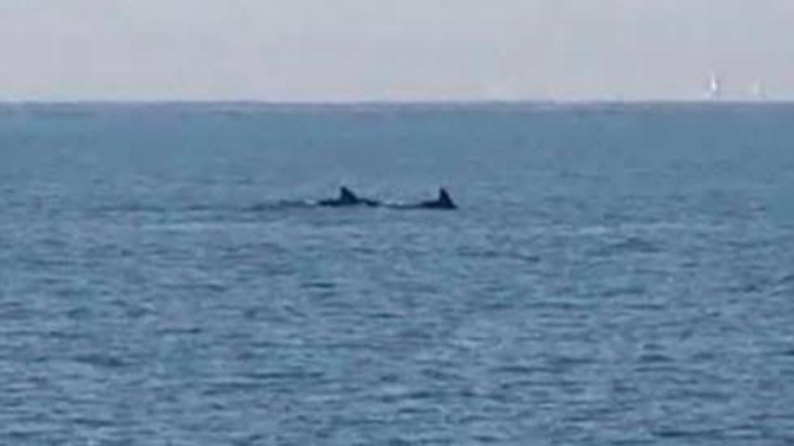 La danza dei delfini a pochi  metri dalla battigia