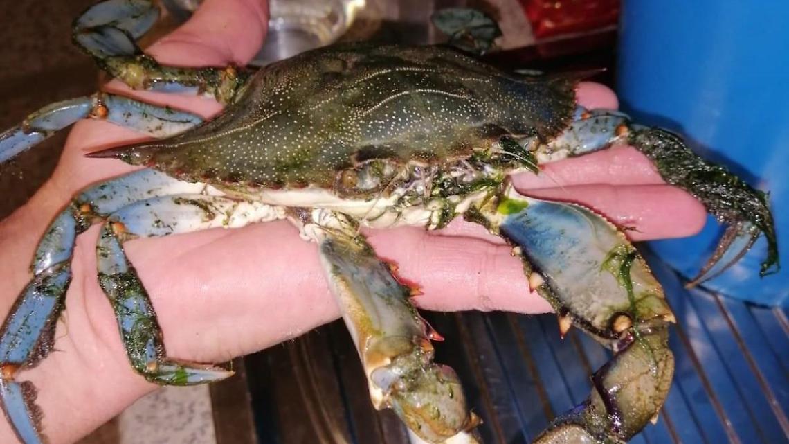 Granchio blu, stretta sui pescatori di frodo
