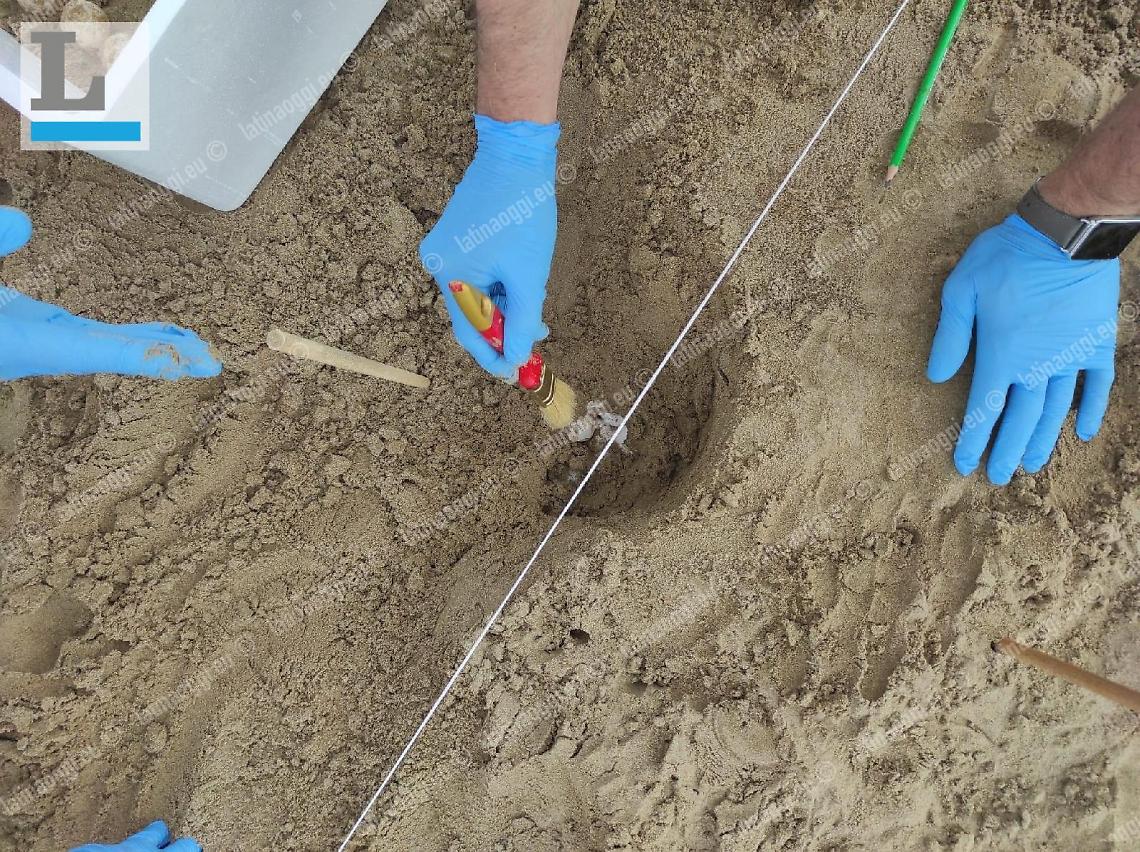 Caretta Caretta, la Regione a tutela delle tartarughe a rischio estinzione