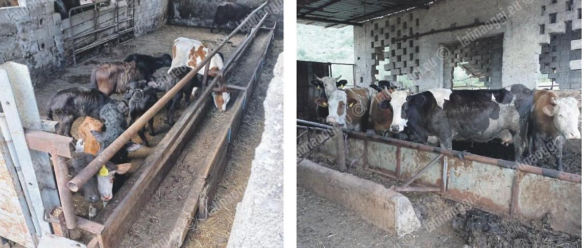Animali maltrattati e denutriti ma tornano all'azienda lager