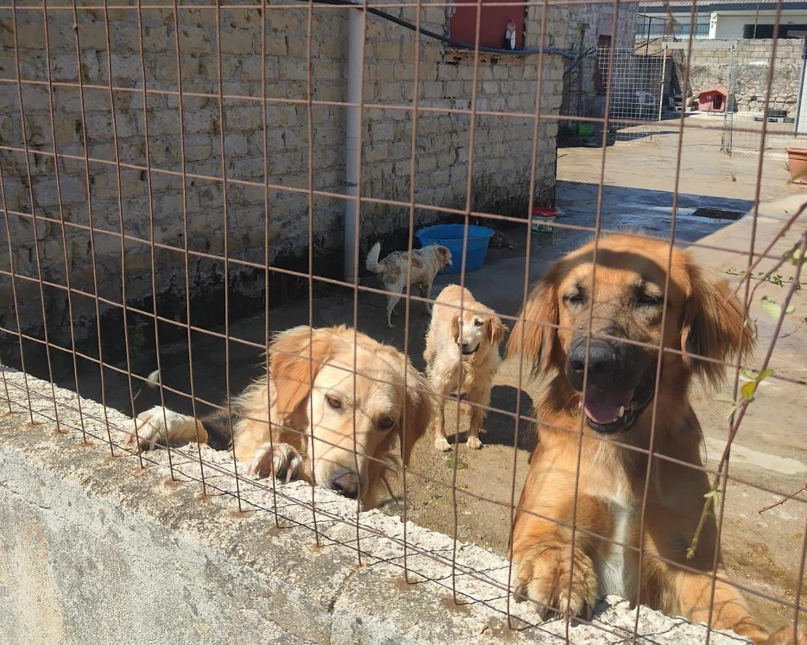 Novanta cani in salute: «Ma adesso adottate»