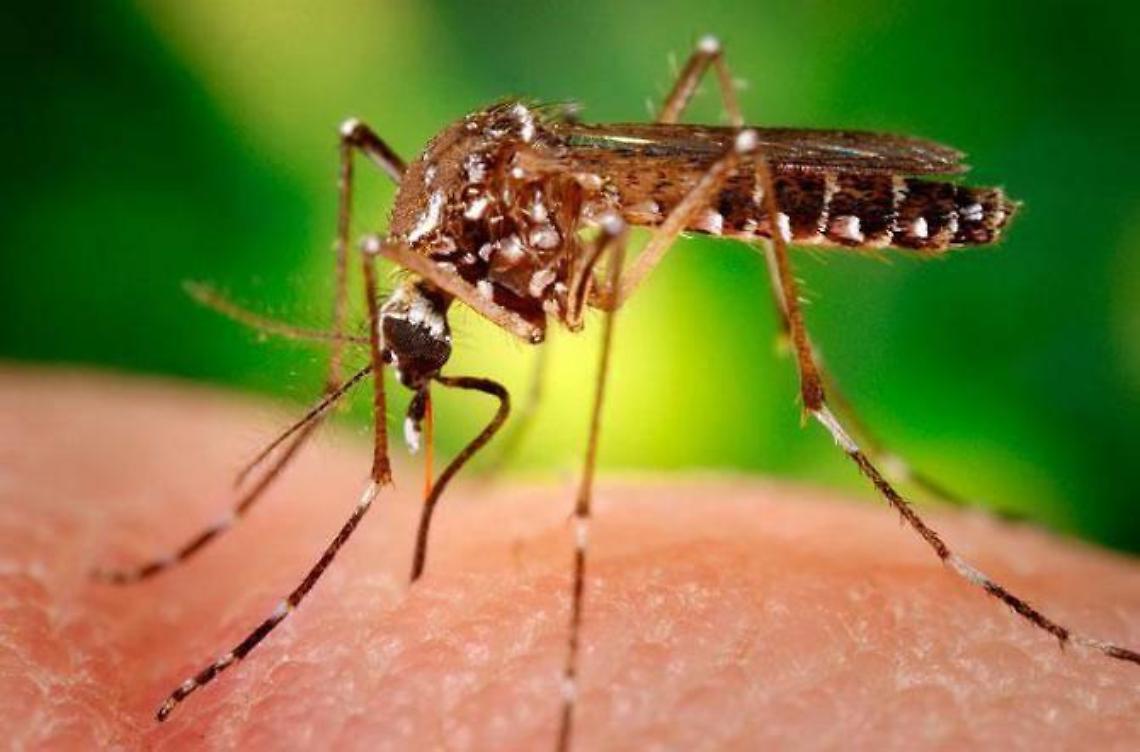 Ridurre il numero delle zanzare, il progetto ecosostenibile