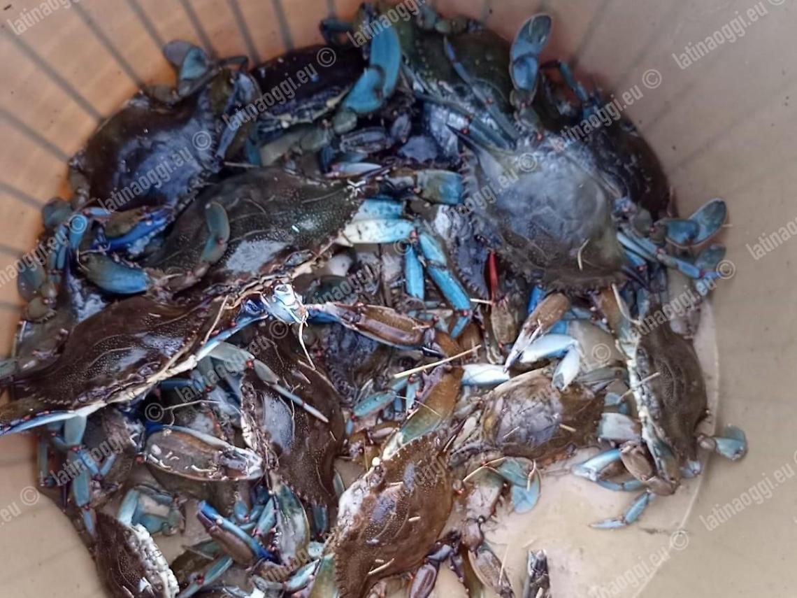Pescare granchi blu evitando le sanzioni, l'appello dei Vigiles