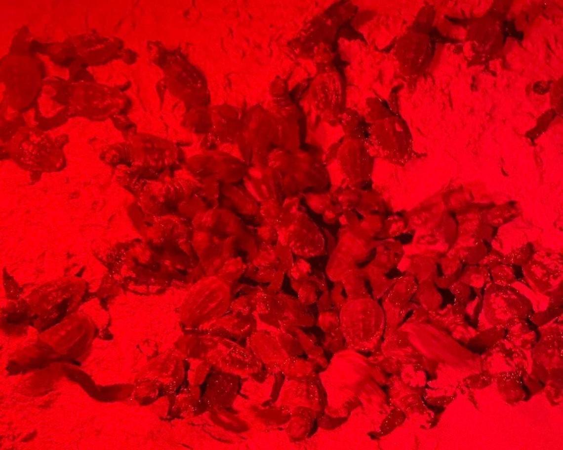 Lo spettacolo delle Caretta caretta