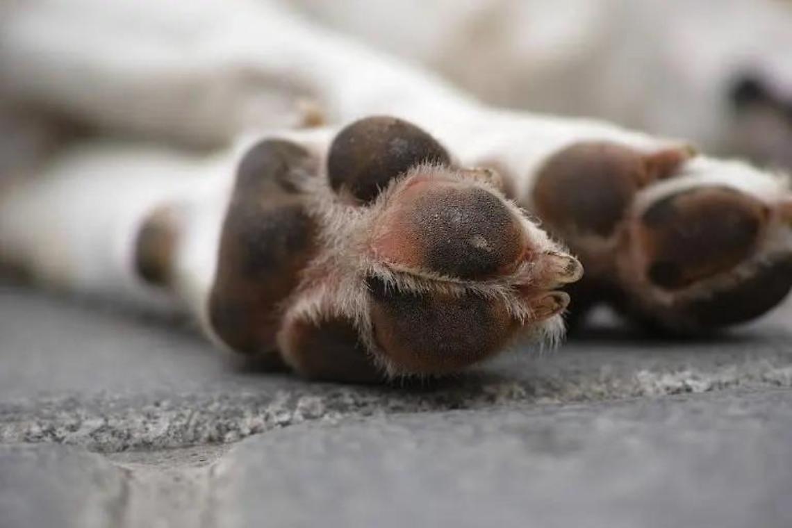 Investe un cucciolo e poi scappa via