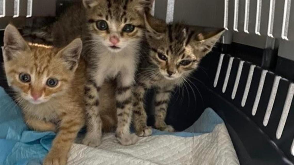 Gattini abbandonati soccorsi dall'associazione Amici del Birillo