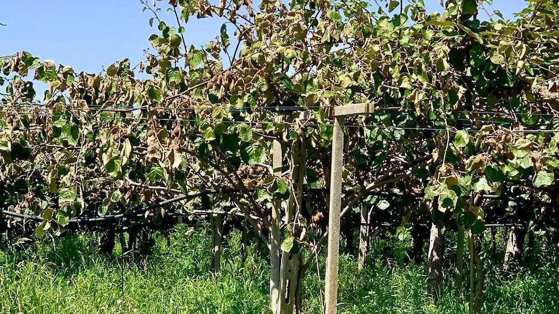 Oltre al furto del trattore anche lo sfregio ai kiwi
