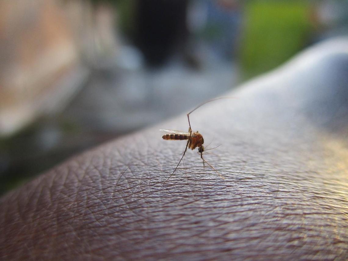Caso sospetto di Dengue, scatta l'ordinanza del sindaco