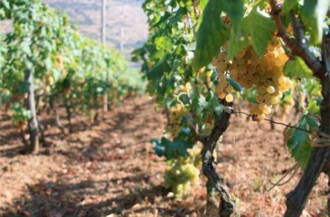 Cantine aperte in vendemmia, evento per gli enoturisti