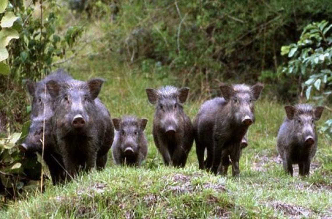 Dopo l'ordinanza anti-cinghiale, ora scatta la caccia  con le trappole