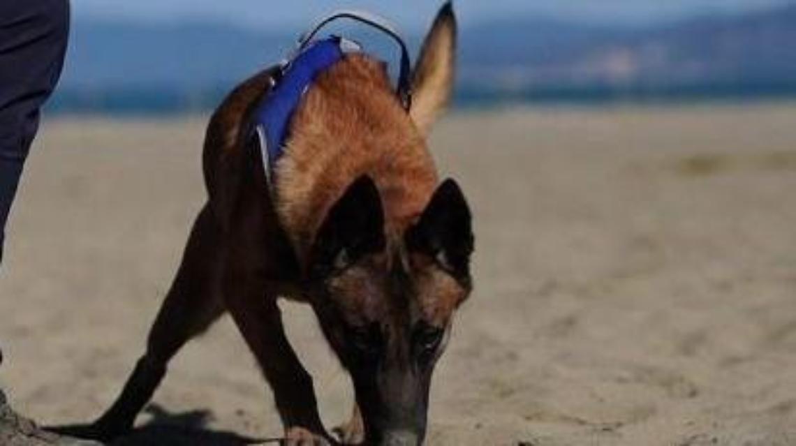 Arrivano i “Tarta Dogs”,  i cani che cercano i nidi di tartaruga marina