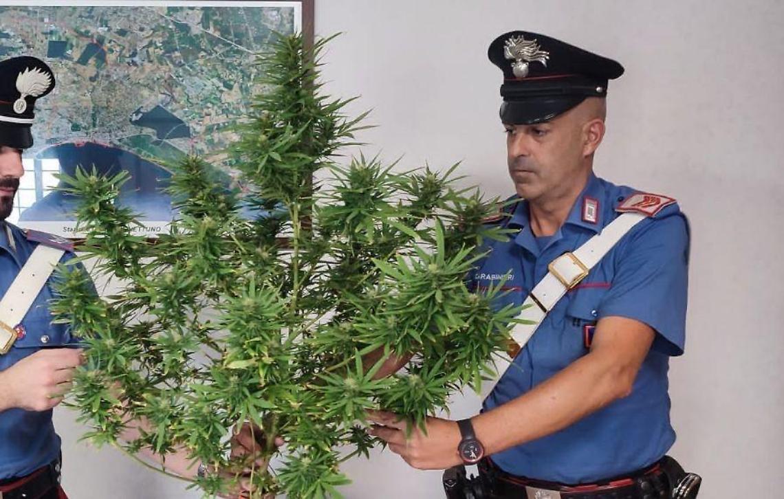 Trovato dopo una perquisizione in casa in possesso di una pianta di marijuana